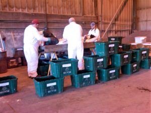 Workers sorting recycling material, standing behind green bins